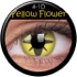 Crazy - 4-1D YellowFlower